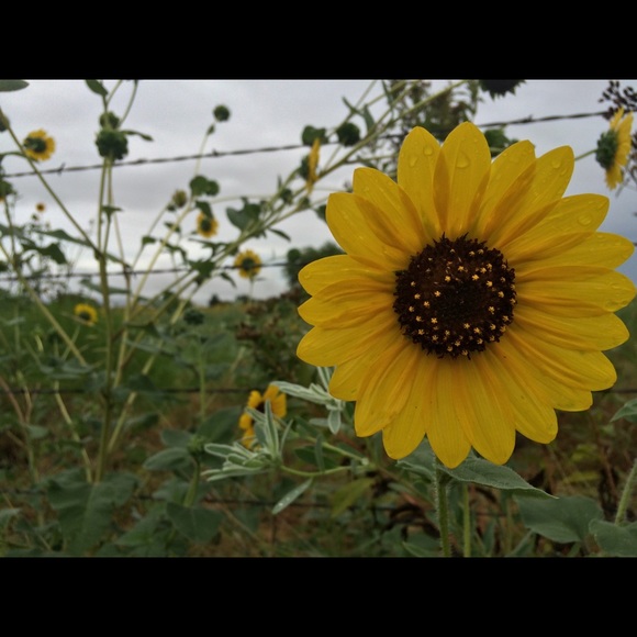 Meet your Posher, Kaci - Picture 1 of 1